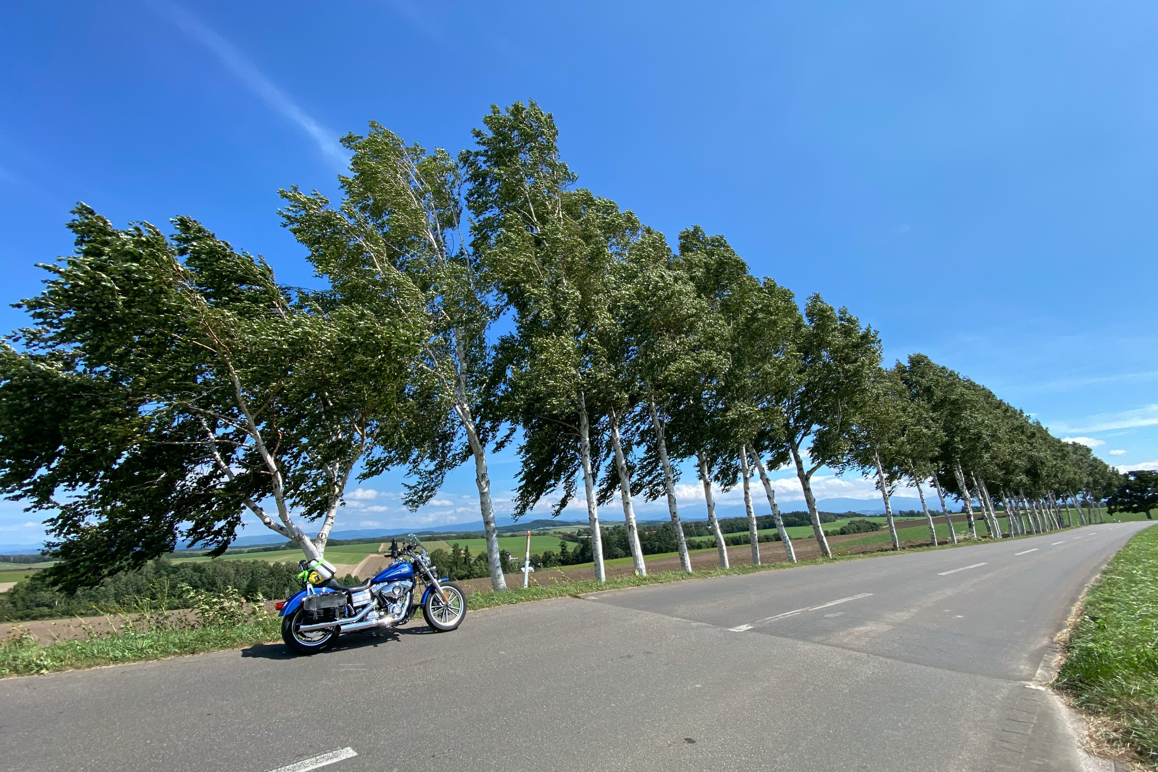 美瑛パッチワークの路の風景 2
