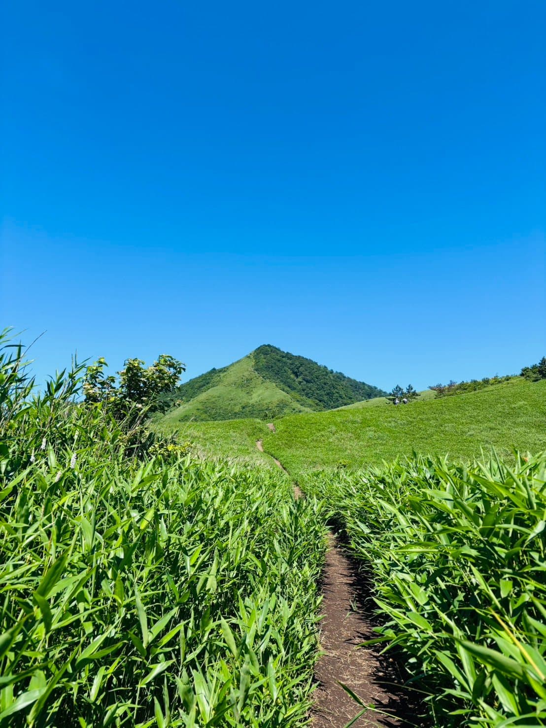 蒜山大山スカイラインの風景 1