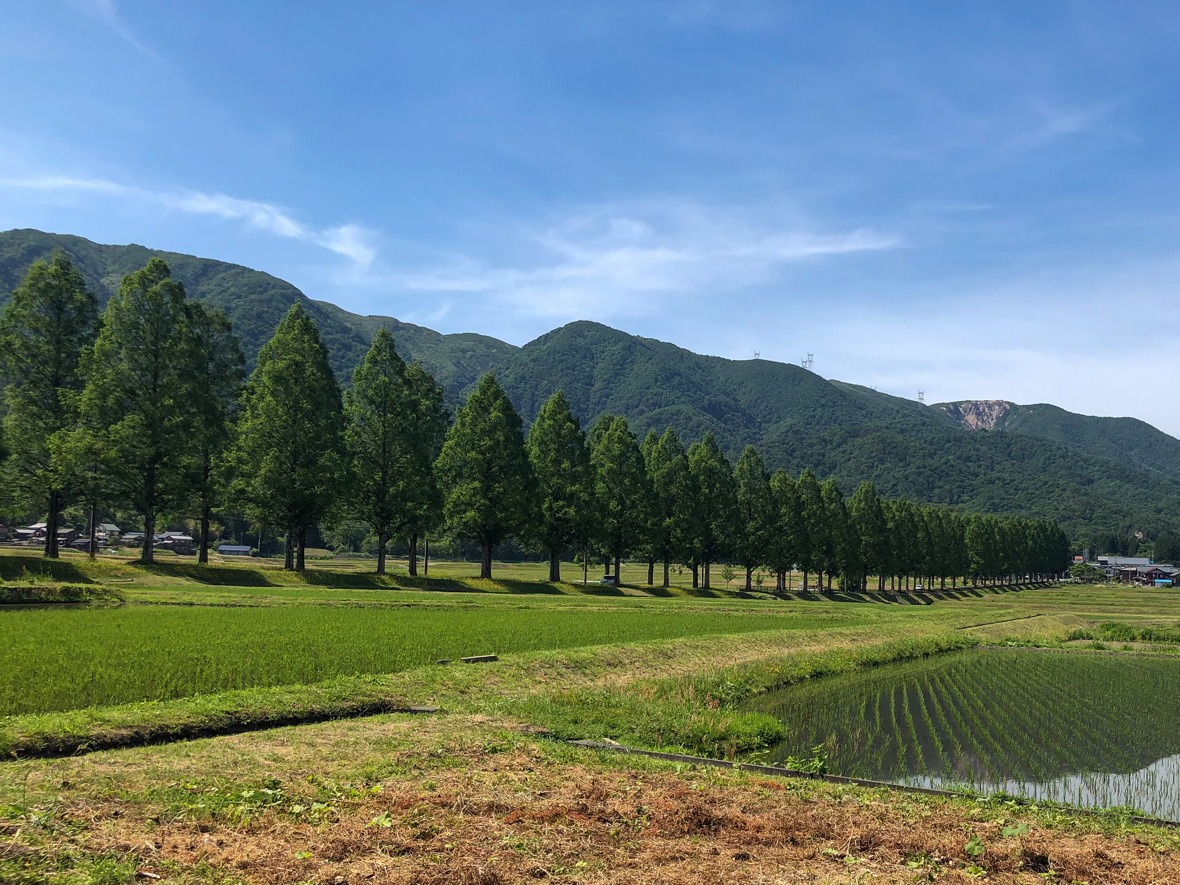 メタセコイア並木の風景 2