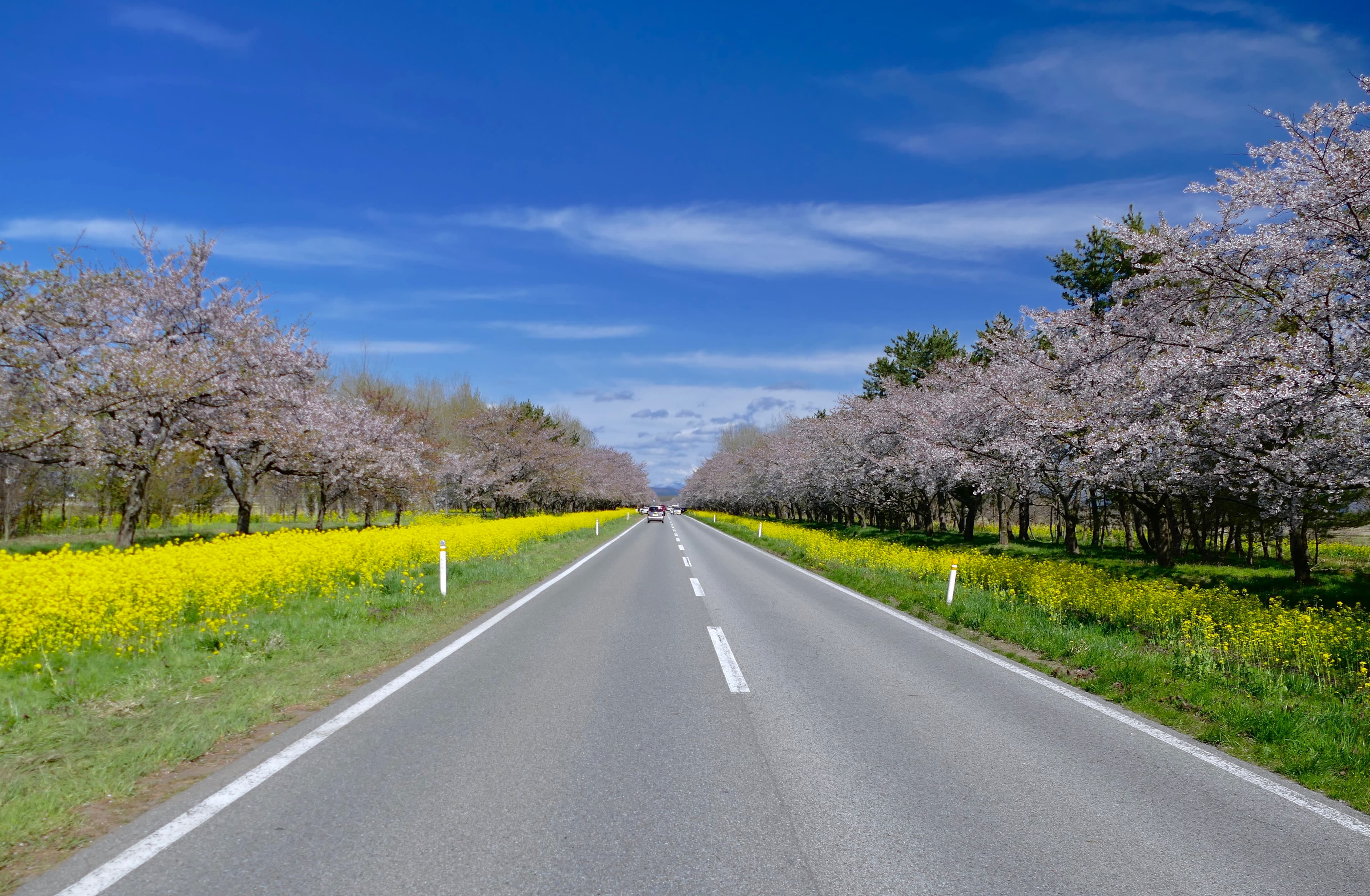 桜と菜の花ロードの風景 1