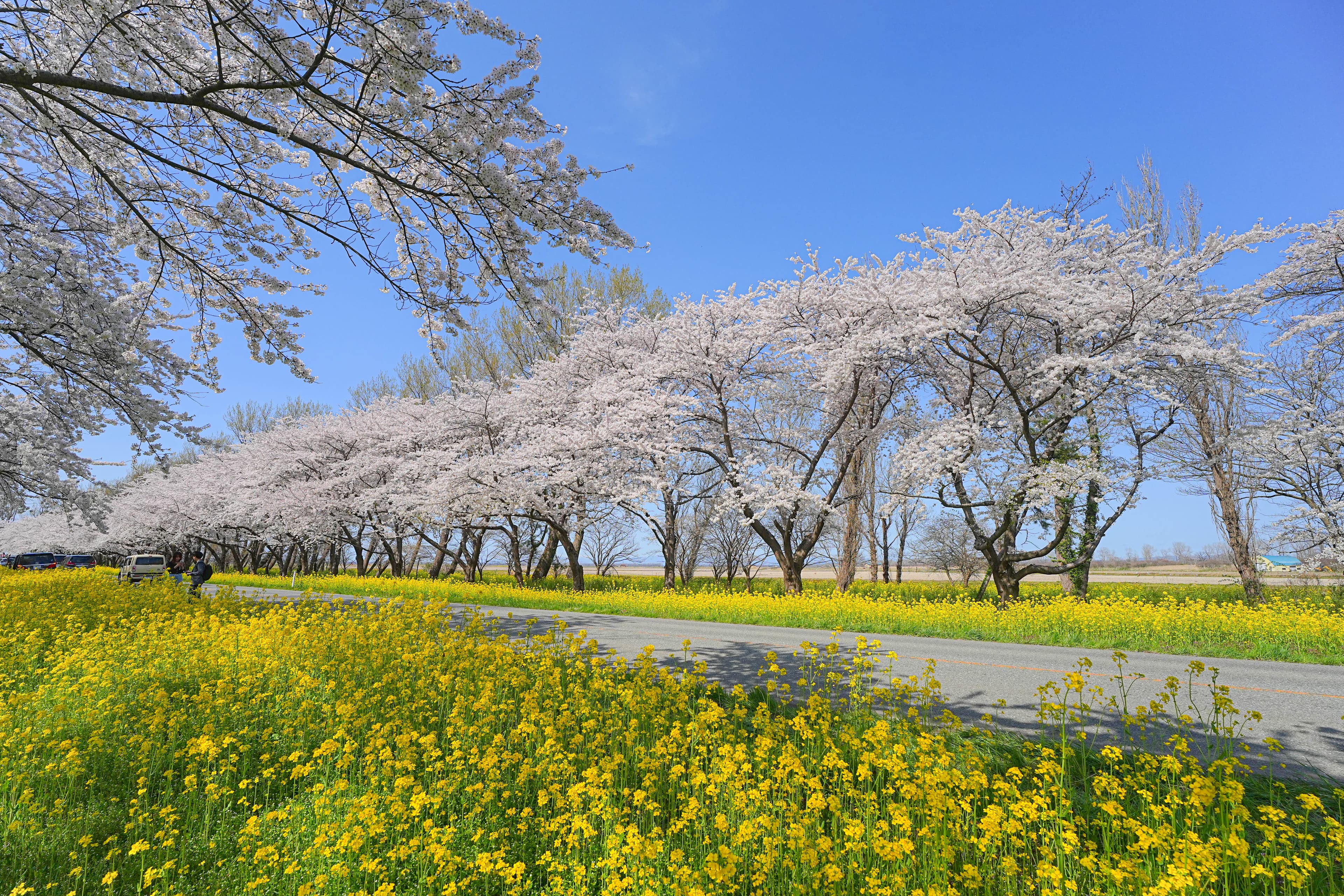 桜と菜の花ロード