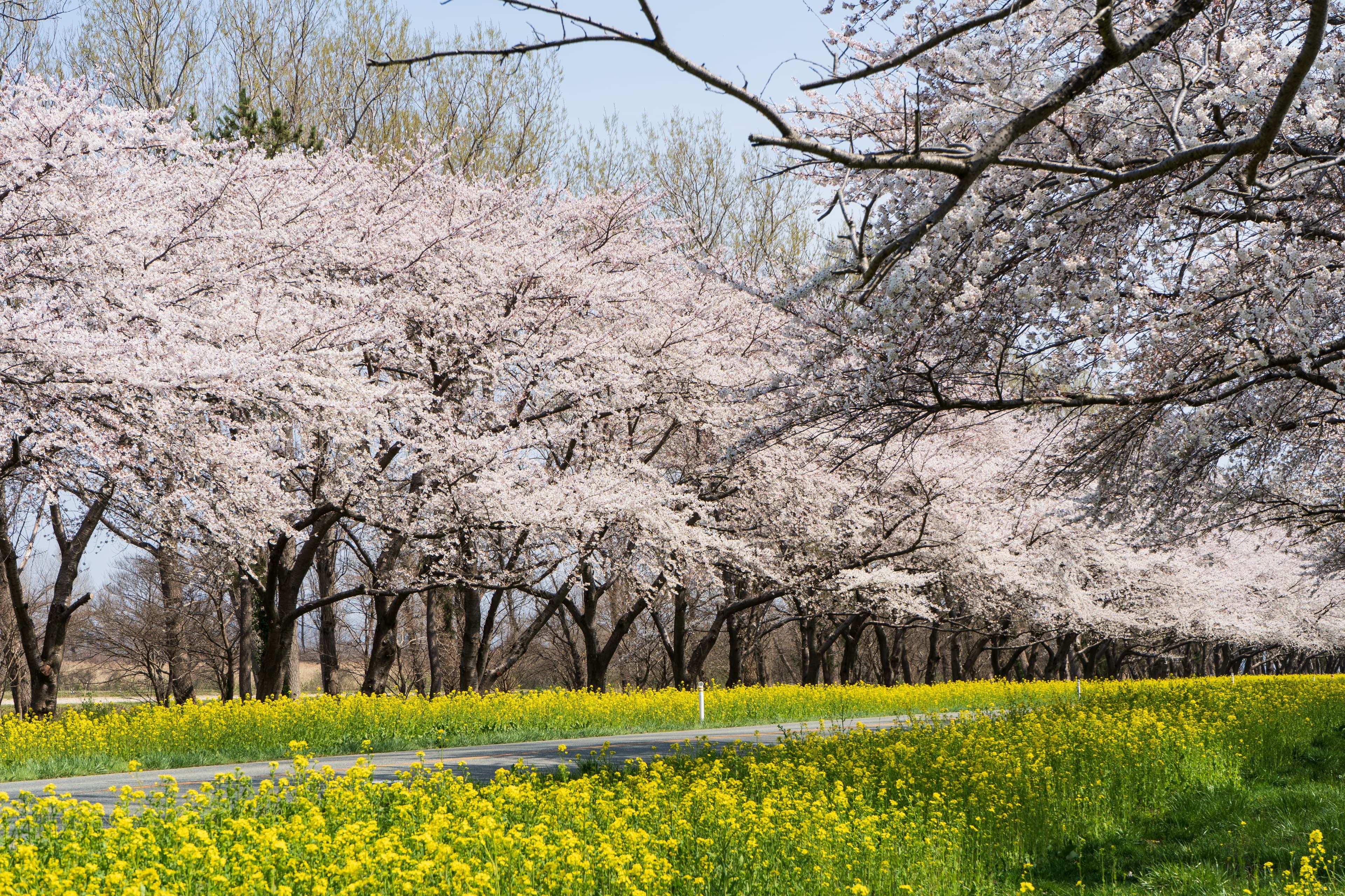 桜と菜の花の見頃区間