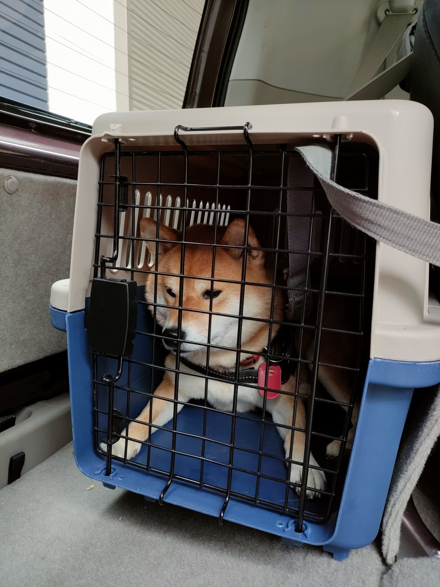 クレートに入って車に乗る犬